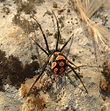 Vedova nera, il ragno dal pericoloso morso: cos'è, come riconoscerlo e ...