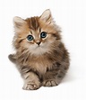Cute Cat Kitten PNG PNG Image - PurePNG | Free transparent CC0 PNG ...
