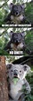 Rabid Koala | Funny koala, Funny animal pictures, Funny animal memes