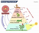 Energy Pyramid – Definition, Trophic Levels, and Example