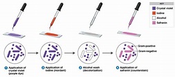 Gram Staining : Principle, Procedure, Interpretation and Animation ...