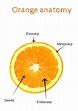 Farming and Beekeeping Blog » The orange anatomy!