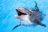 5 curiosidades de los delfines - Mis Animales