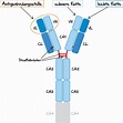 MedAT Vorbereitung | Biologie | Antikörper, Gene der Antikörper