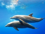 Delfines (Características, origen y ciclo de vida)