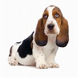 Basset hound puppy - hush puppies retrato de perro aislado | Foto Premium