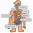 The Human Digestive System - Library For Kids