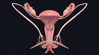 The female reproductive system | Complete Anatomy