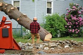 Tree Removal | Tree Services | Harwich, Brewster & Yarmouth Port, MA