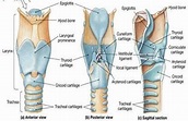 cuneiform cartilage | Cuneiform Cartilage | Voice and related anatomy ...