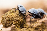 Fascinating Facts: Dung Beetles. If you’ve been on safari in Africa ...