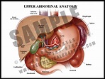 Upper Abdominal Anatomy - S&A Medical Graphics