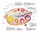 Female Genital System Photograph by Asklepios Medical Atlas - Pixels
