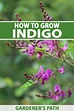 How to Grow and Care for Indigo Plants | Gardener’s Path