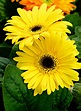 Yellow gerbera daisy by a6-k on DeviantArt