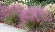 Pink Muhly Grass Care - PlantingTree