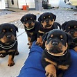 Cachorros De Rottweiler Machos Y Hembras En Adopción | Mercado Libre