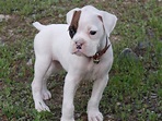 Perros boxer cachorros blancos - Imagui