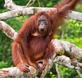 Orangutan | Definition, Habitat, Height, Weight, Lifespan, Scientific ...