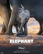 Elephant - Documentário 2020 - AdoroCinema
