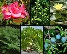 Taxonomía de las plantas - Botánica integra
