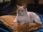 The Richest Cat in the World (1986) - Cinema Cats