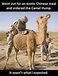 Funny Camel Meme