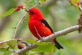 A cup of joe that’s also good for the birds | Smithsonian Institution