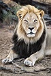 Black maned Lion portrait close-up | Animal Stock Photos ~ Creative Market