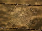 Cobweb Wallpapers High Quality | Download Free