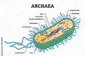 Archaea or archaebacteria detailed anatomical inner structure outline ...
