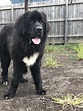 Teddy - Large Male Newfoundland x Saint Bernard Mix Dog in VIC - PetRescue