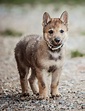 Perro lobo checoslovaco: precio, raza, características, adopción
