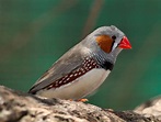 Zebra Finch Facts, As Pets, Care, Temperament, Pictures | Singing Wings ...