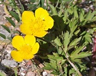 Flowering plant - Wikipedia