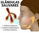 Glândulas salivares - Escola Kids