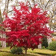 Maple, Japanese Red ‘Bloodgood’ – John Renfroe | Landscape Architect