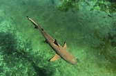 Die 10 Kleinsten Haie Der Welt! - Rekordtiere.de