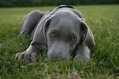 50 Grey Dogs With Blue Eyes (Care, Cost, Temperaments) - Pet Spruce