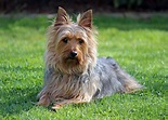 Australian Silky Terrier Breed Guide - Learn about the Australian Silky ...