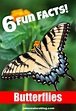 6 Butterfly Facts