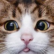 25 photos qui prouvent que les chats sont les êtres les plus mignons de ...