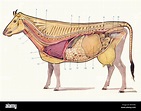 Anatomia de las vacas digestion fotografías e imágenes de alta ...