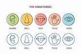 Five human senses | Outline Icons ~ Creative Market
