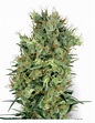 Buy California Orange Bud from White Label Seeds - Oaseeds