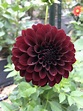 Black Dahlia Flowers For Sale / Dahlia Black Beauty Seeds Thompson ...
