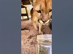 Cougar Reacts to Catnip! FUNNY - YouTube