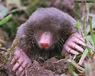 Talpa europaea (European mole)