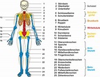 Unterrichtsmaterial Biologie: Das Skelett des Menschen