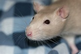 La reproduction chez les rats de compagnie : cycle, oestrus (chaleurs ...